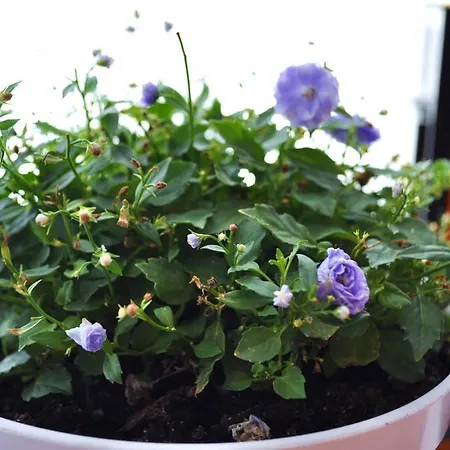 Happy House Hostel Poznań